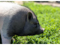 ponukam-na-parenie-small-1