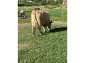 jalovicka-small-4