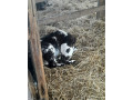 teliatka-telata-small-0