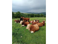 predam-jatocne-byky-small-1