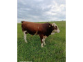 predam-jatocne-byky-small-2