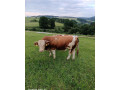 predam-jatocne-byky-small-3