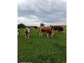 predam-jatocne-byky-small-4