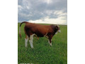predam-jatocne-byky-small-0