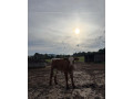 predam-jalovicku-small-0