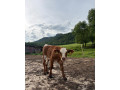 predam-jalovicku-small-1