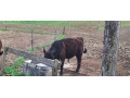 predam-byka-a-jalovicu-small-0