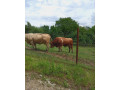 predam-byka-small-3