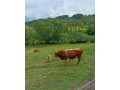 predam-byka-small-2