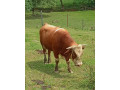 predam-byka-small-1