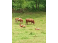 predam-byka-small-4