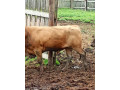 predam-dobytok-small-1
