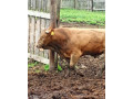 predam-dobytok-small-2