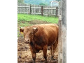predam-dobytok-small-3