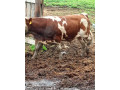 predam-dobytok-small-0