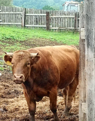 predam-dobytok-big-3