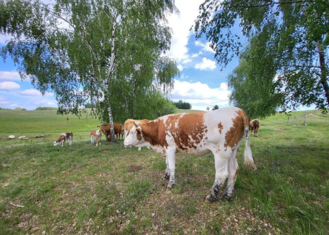 jalovica-big-1