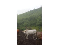 krava-chianina-small-0