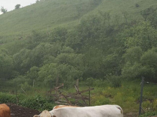 krava-chianina