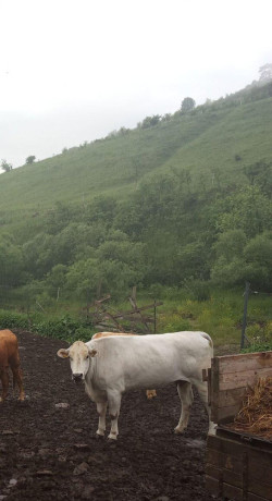 krava-chianina-big-0