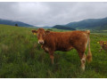 jalovice-limousine-small-4