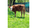 predam-jalovicu-small-0