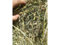 lucerna-gulate-baliky-small-3