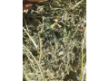 lucerna-gulate-baliky-small-2