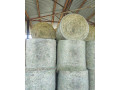 lucerna-gulate-baliky-small-0