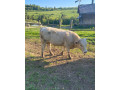 charolais-small-1