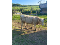 charolais-small-0