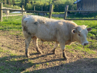 charolais
