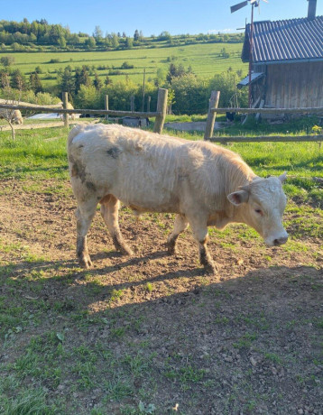 charolais-big-1