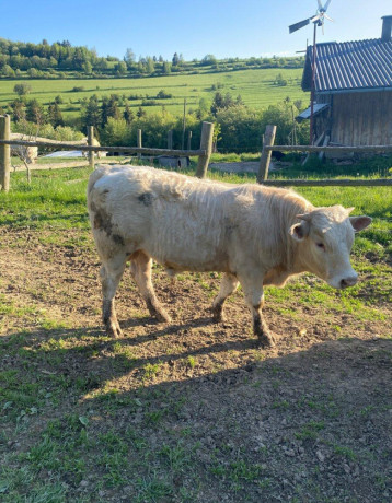 charolais-big-0