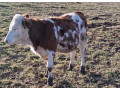 predam-jalovicku-small-2