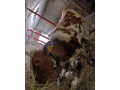 predam-kravu-small-0