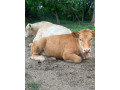 predam-jalovice-small-2