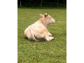 predam-jalovice-small-1