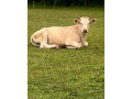 predam-jalovice-small-0