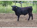 hovadzie-maso-small-0