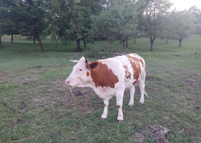 jalovica-big-2