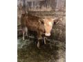 jalovica-small-0