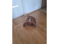 predam-domcekpre-zajaca-small-0