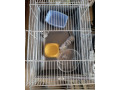 klietka-pre-male-hlodovce-nie-morca-small-2