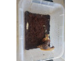 africke-slimaky-small-1