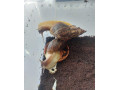 africke-slimaky-small-0
