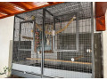 voliera-small-1