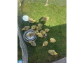 mlade-husy-small-4