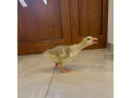 mlade-husy-small-0
