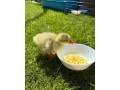 mlade-husy-small-1